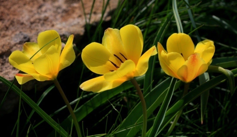 Tulipa Lemmersii. Canyon Mashat. Sothern Kazakhstan province. 