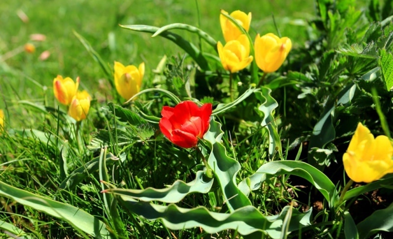 Tulipa Lemmersii. Canyon Mashat. Sothern Kazakhstan province. 