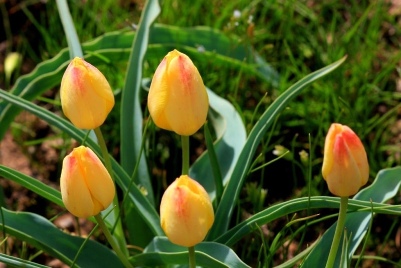 Tulipa Lemmersii. Canyon Mashat. Sothern Kazakhstan province. 