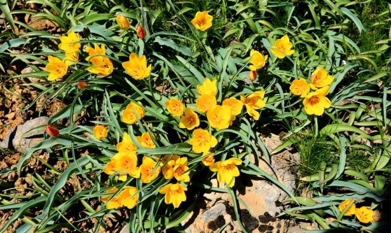 Tulipa Lemmersii. Canyon Mashat. Sothern Kazakhstan province. 