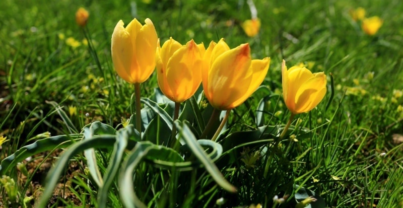 Tulipa Lemmersii. Canyon Mashat. Sothern Kazakhstan province. 