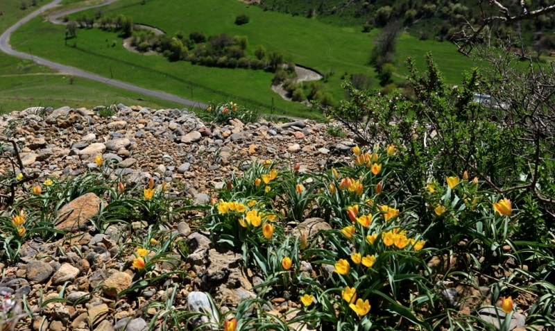 Tulipa Lemmersii. Canyon Mashat. Sothern Kazakhstan province. 