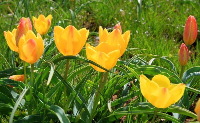 Tulipa Lemmersii. Canyon Mashat. Sothern Kazakhstan province. 