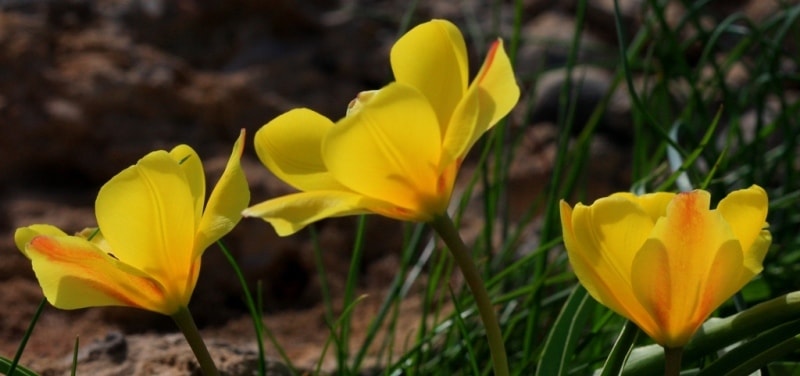 Tulipa Lemmersii. Canyon Mashat. Sothern Kazakhstan province. 