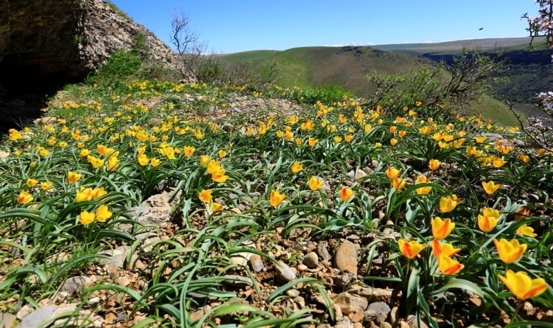 Tulipa Lemmersii. Canyon Mashat. Sothern Kazakhstan province. 