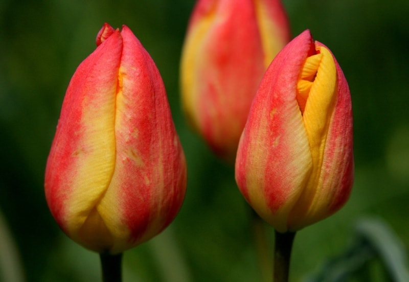 Tulipa Lemmersii. Canyon Mashat. Sothern Kazakhstan province. 