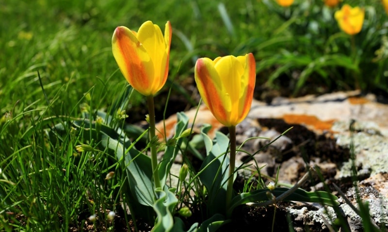 Tulipa Lemmersii. Canyon Mashat. Sothern Kazakhstan province. 