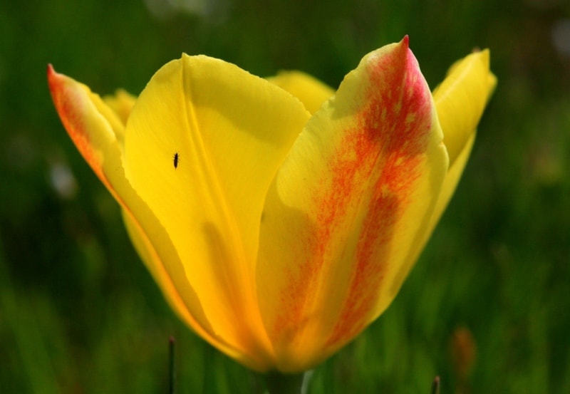 Tulipa Lemmersii. Canyon Mashat. Sothern Kazakhstan province. 