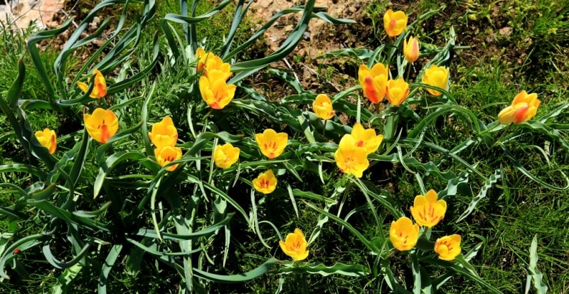 Tulipa Lemmersii. Canyon Mashat. Sothern Kazakhstan province. 