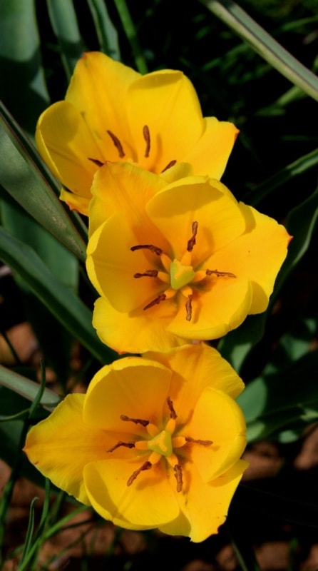 Tulipa Lemmersii. Canyon Mashat. Sothern Kazakhstan province. 