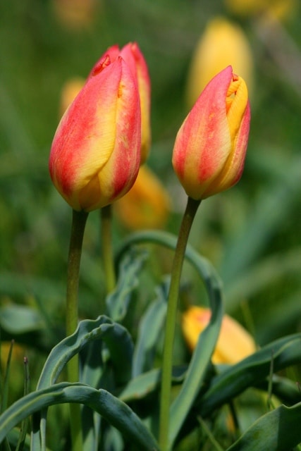 Tulipa Lemmersii. Canyon Mashat. Sothern Kazakhstan province. 