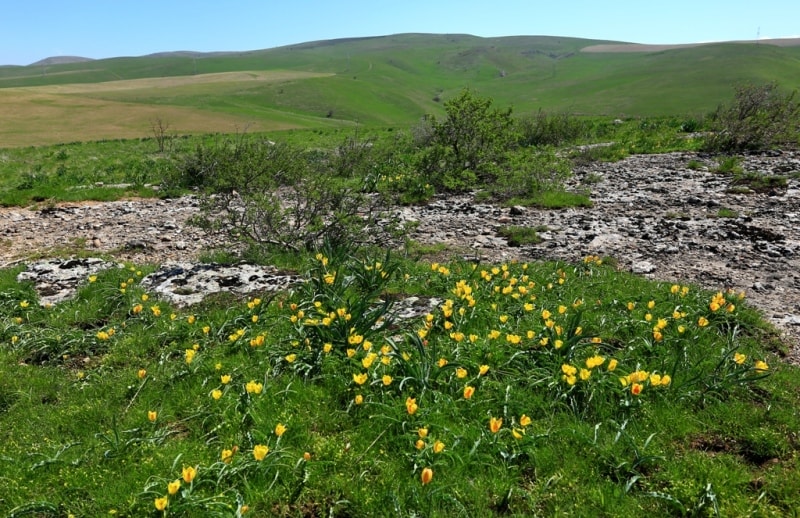 Tulipa Lemmersii. Canyon Mashat. Sothern Kazakhstan province. 