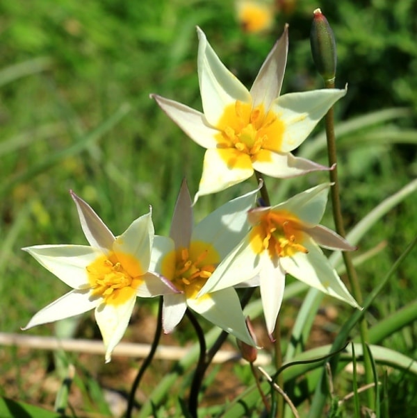 Tulipa bifloriformis.