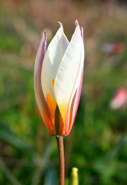 Tulipa bifloriformis.