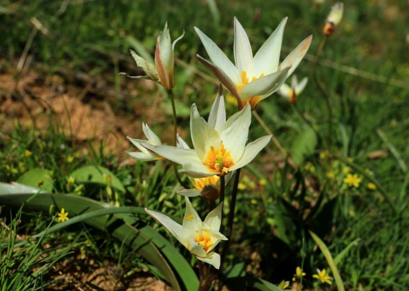 Tulipa bifloriformis.