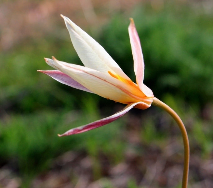 Tulipa bifloriformis.