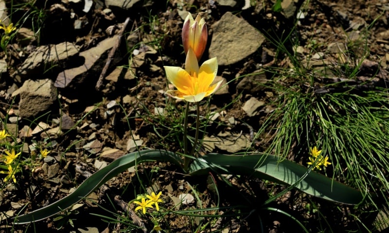 Tulipa bifloriformis.