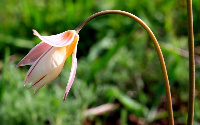 Tulipa bifloriformis.