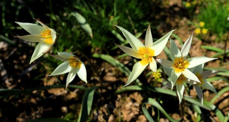 Tulipa bifloriformis.