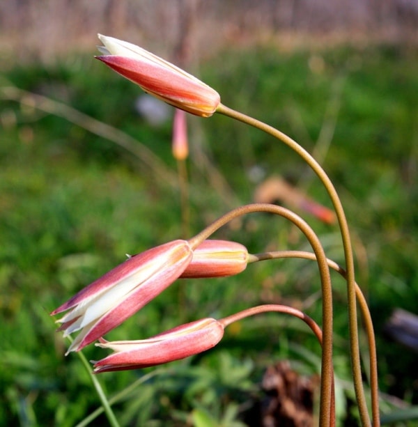 Tulipa bifloriformis.