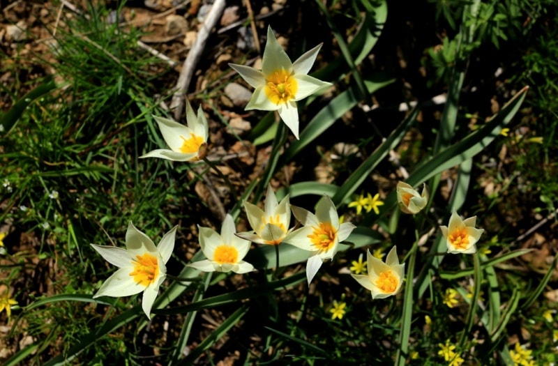 Tulipa bifloriformis.