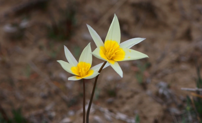 Tulipa bifloriformis.