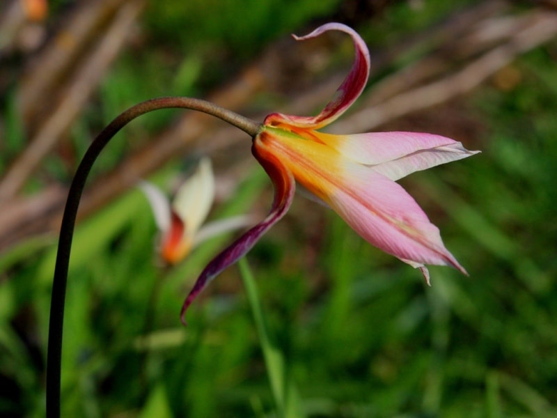 Tulipa bifloriformis.