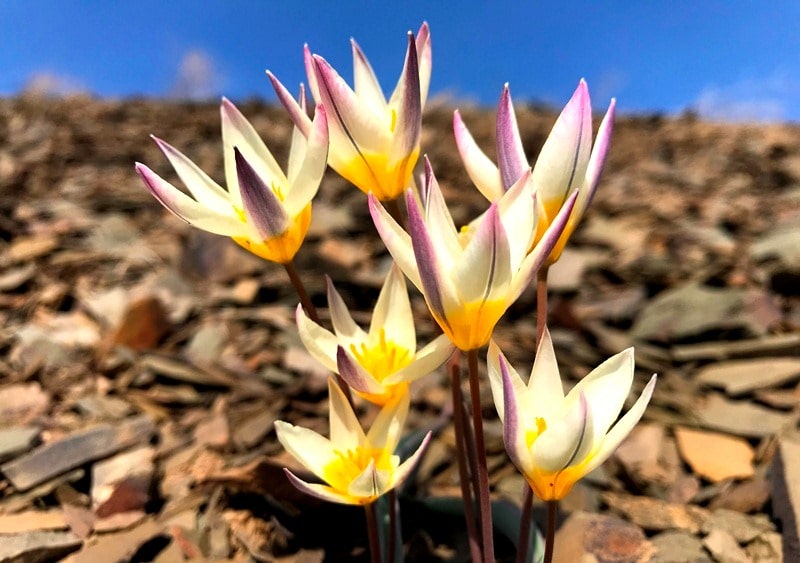 Tulipa orthopoda.