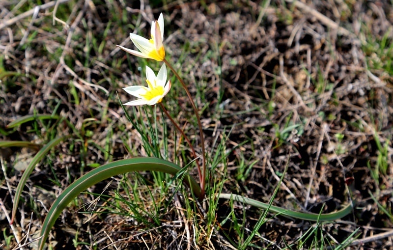 Tulipa orthopoda.