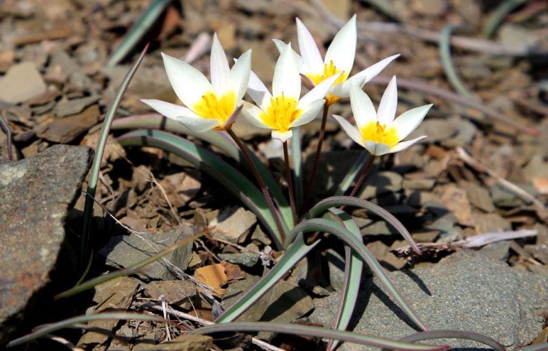 Tulipa orthopoda.