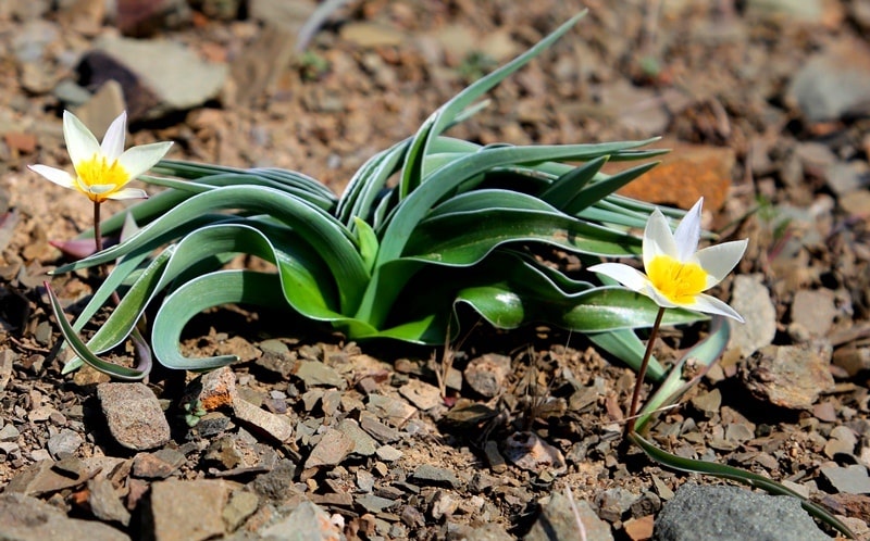 Tulipa orthopoda.