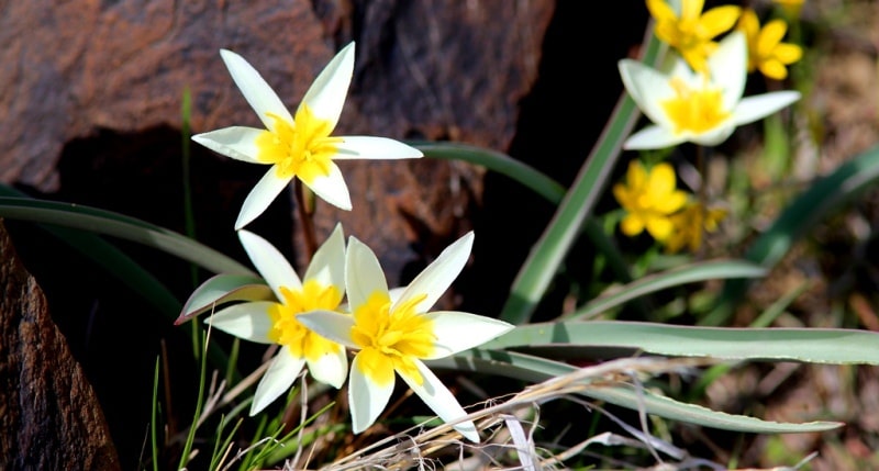 Tulipa orthopoda.