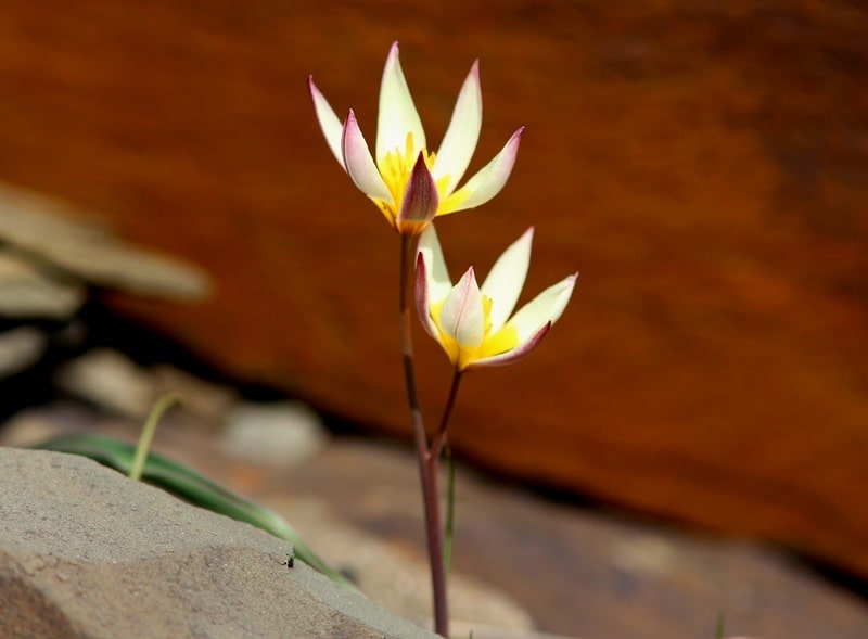 Tulipa orthopoda.