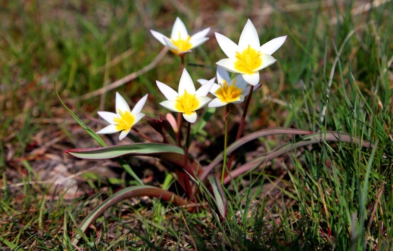 Tulipa orthopoda.