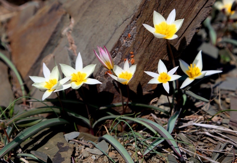 Tulipa orthopoda.