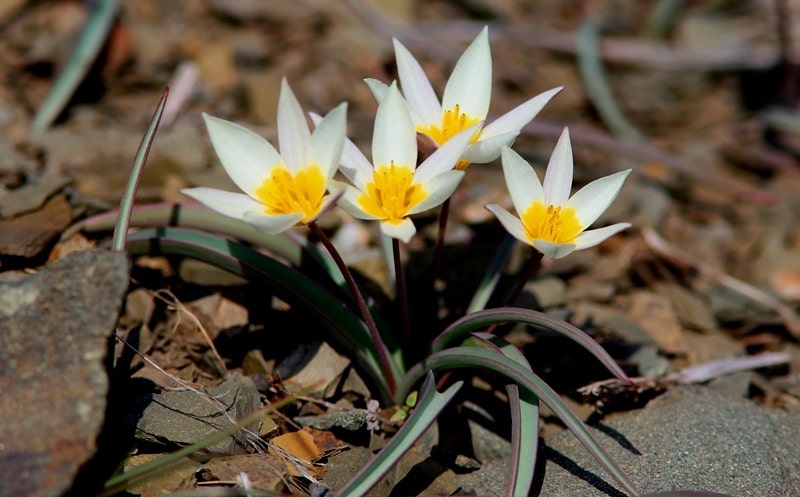 Tulipa orthopoda.