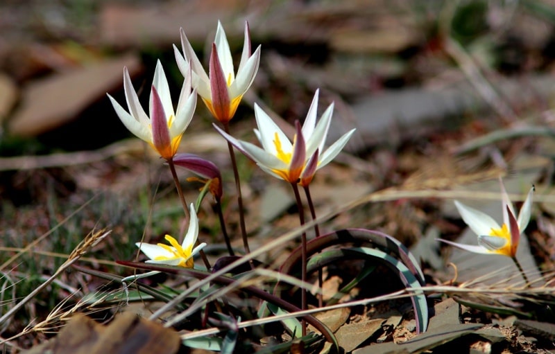 Tulipa orthopoda.