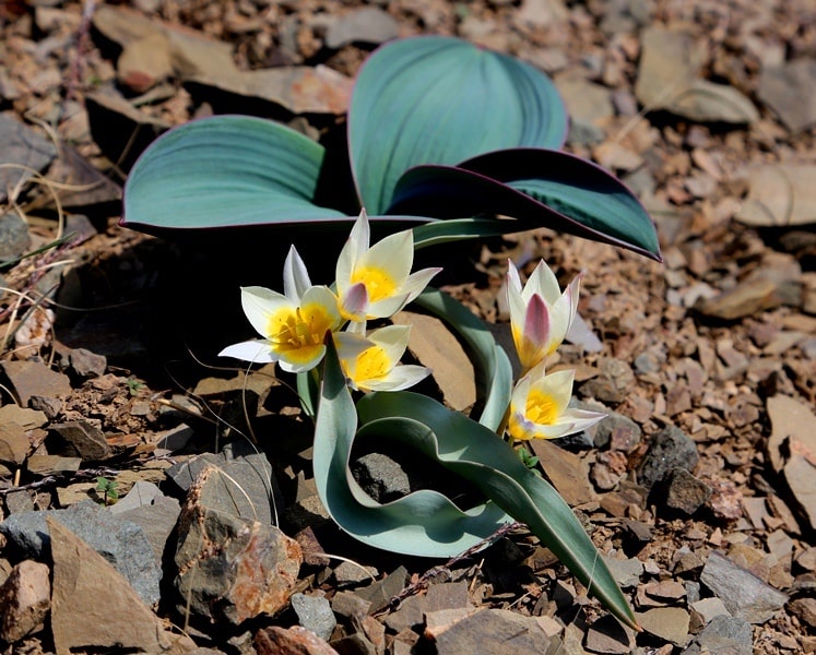 Tulipa orthopoda.