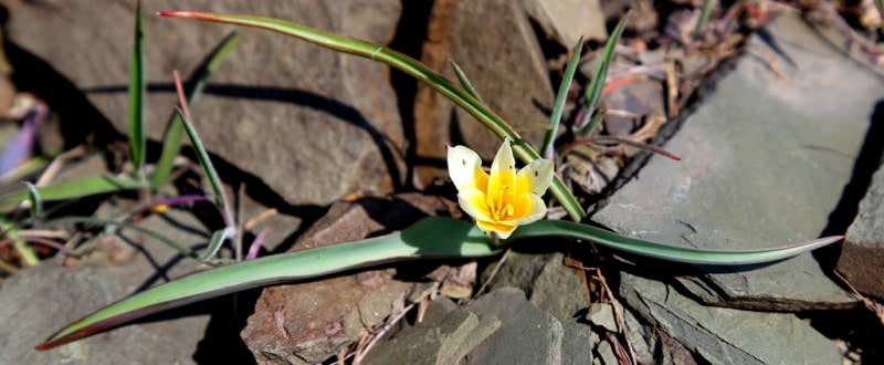 Tulipa orthopoda.