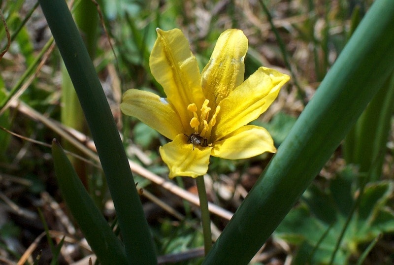 Tulipa heterophylla.
