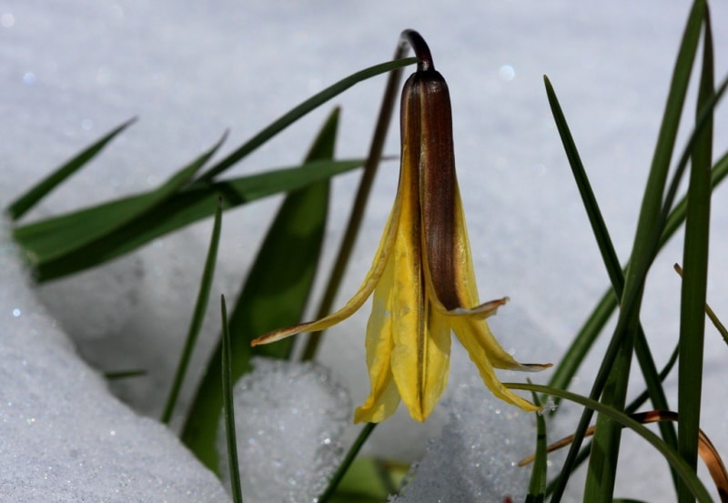 Tulipa heterophylla.