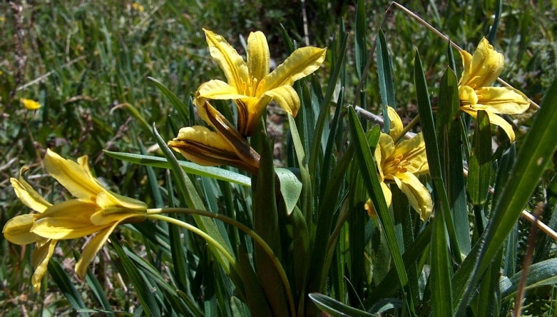 Tulipa heterophylla.