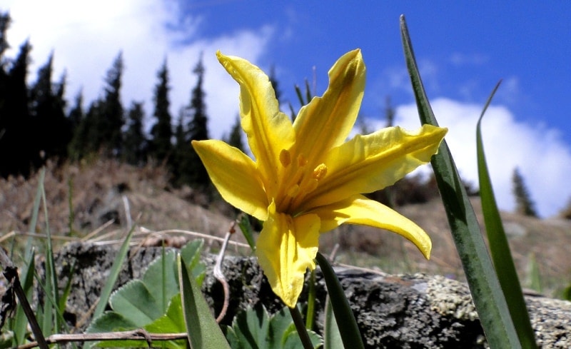 Tulipa heterophylla.