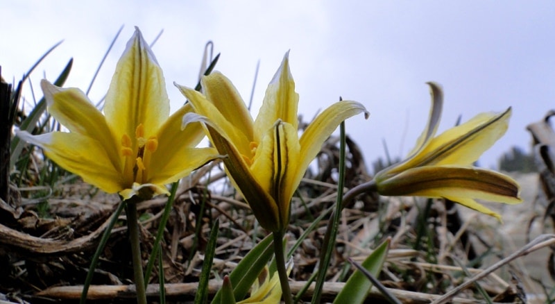 Tulipa heterophylla.