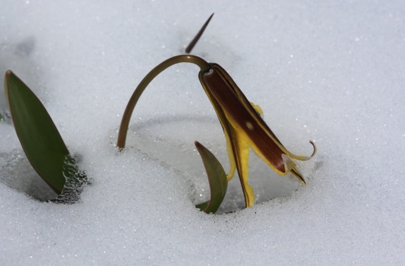 Tulipa heterophylla.