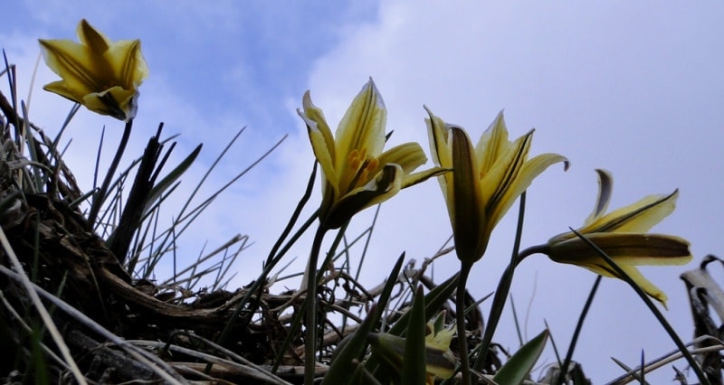 Tulipa heterophylla.