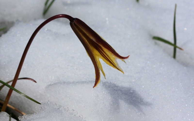 Tulipa heterophylla.