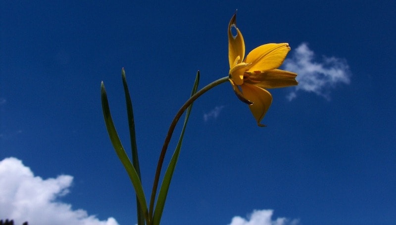 Tulipa heterophylla.