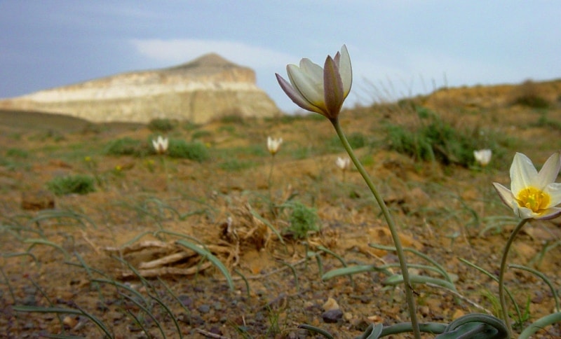 Tulipa sogdiana.