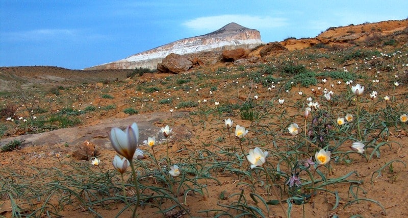 Tulipa sogdiana.